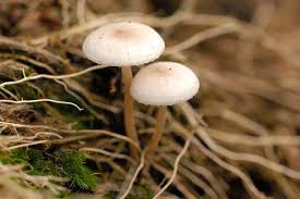 Attēlu rezultāti vaicājumam “Collybia tuberosa”