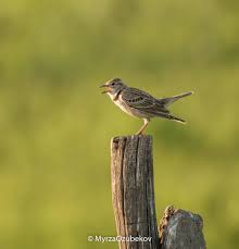 Image result for Melanocorypha calandra