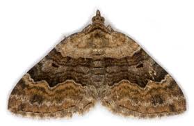 Attēlu rezultāti vaicājumam “Epirhoe tristata”