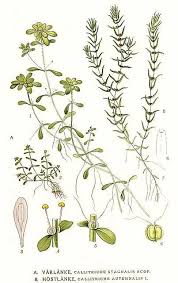 Attēlu rezultāti vaicājumam “Callitriche hermaphroditica”