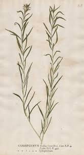 Attēlu rezultāti vaicājumam “Corispermum hyssopifolium”