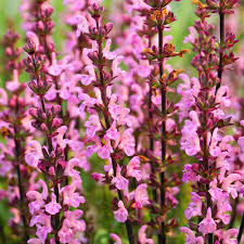 Image result for Salvia pratensis `Rose Rhapsody