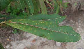 Attēlu rezultāti vaicājumam “Melampsora epitea”