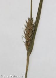 Attēlu rezultāti vaicājumam “Carex hirta fruit”