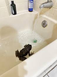 Image result for Bath Amphibians