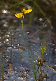 Attēlu rezultāti vaicājumam “Utricularia intermedia flower”