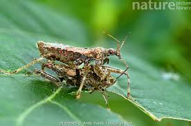 Attēlu rezultāti vaicājumam “Himacerus apterus”