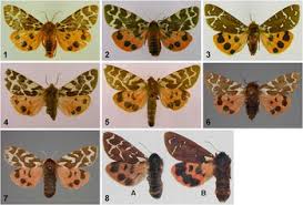 Attēlu rezultāti vaicājumam “Arctia caja imago”