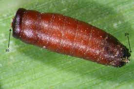 Attēlu rezultāti vaicājumam “Macrosteles nymph”