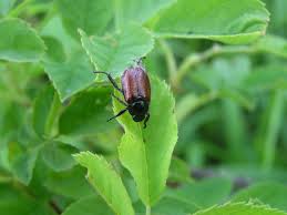 Attēlu rezultāti vaicājumam “Phyllopertha horticola”