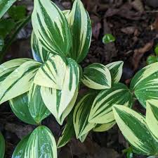 Attēlu rezultāti vaicājumam “Polygonatum odoratum leaf”