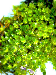 Attēlu rezultāti vaicājumam “Bryum bimum”