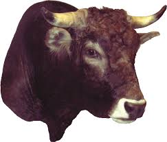 Attēlu rezultāti vaicājumam “Bos primigenius taurus”