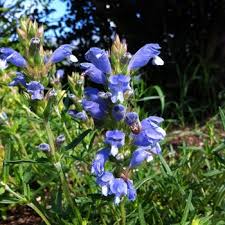 Attēlu rezultāti vaicājumam “Dracocephalum ruyschiana fruit”