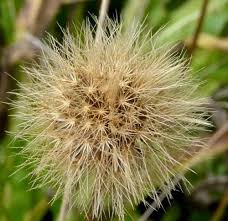Attēlu rezultāti vaicājumam “Leontodon hispidus leaf”