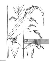 Attēlu rezultāti vaicājumam “Cinna latifolia”