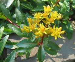 Attēlu rezultāti vaicājumam “Sedum aizoon”