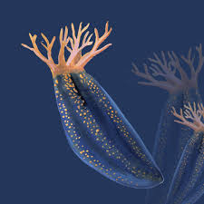 Image result for Cucumaria frondosa