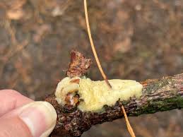 Attēlu rezultāti vaicājumam “Postia rennyi”