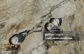 Attēlu rezultāti vaicājumam “Rissa tridactyla nest”