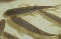Image result for Cyprinus multitaeniatus
