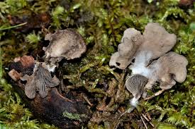 Attēlu rezultāti vaicājumam “Arrhenia spatulata”