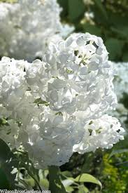 Attēlu rezultāti vaicājumam “Syringa vulgaris flower”