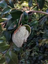 Attēlu rezultāti vaicājumam “Exobasidiales”