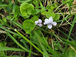 Attēlu rezultāti vaicājumam “Viola palustris”