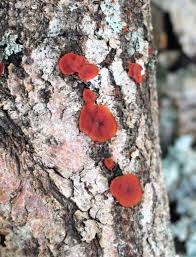 Attēlu rezultāti vaicājumam “Cytidia salicina”