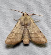 Attēlu rezultāti vaicājumam “Charanyca trigrammica”