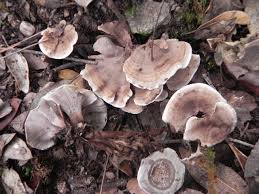 Attēlu rezultāti vaicājumam “Phellodon melaleucus”