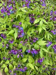 Attēlu rezultāti vaicājumam “Lathyrus vernus bud”