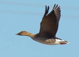 Attēlu rezultāti vaicājumam “Anser serrirostris”