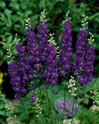 Image result for Delphinium consolida