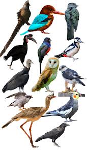 Attēlu rezultāti vaicājumam “Passeriformes”