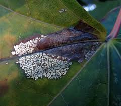 Attēlu rezultāti vaicājumam “Phyllonorycter platanoidella”