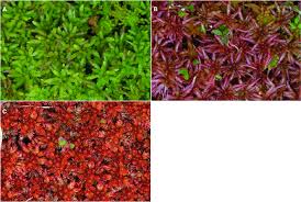 Attēlu rezultāti vaicājumam “Sphagnum magellanicum”