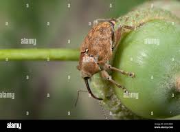 Attēlu rezultāti vaicājumam “Curculio venosus”