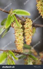 Attēlu rezultāti vaicājumam “Carpinus betulus female flower”