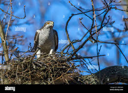 Attēlu rezultāti vaicājumam “Accipiter gentilis nest”