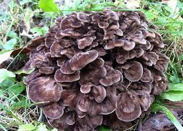 Attēlu rezultāti vaicājumam “Grifola frondosa”