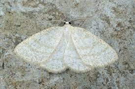 Attēlu rezultāti vaicājumam “Cabera exanthemata female”