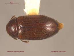 Attēlu rezultāti vaicājumam “Tetratomidae”