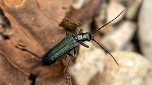 Attēlu rezultāti vaicājumam “Oedemera sp.”