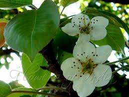 Attēlu rezultāti vaicājumam “Pyrus communis flower”