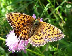 Attēlu rezultāti vaicājumam “Brenthis ino upperside”