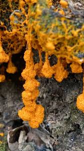 Attēlu rezultāti vaicājumam “Didymium spongiosum macro”