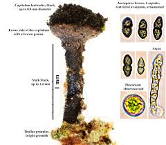 Attēlu rezultāti vaicājumam “Calicium adspersum”