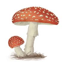 Attēlu rezultāti vaicājumam “Amanita muscaria”